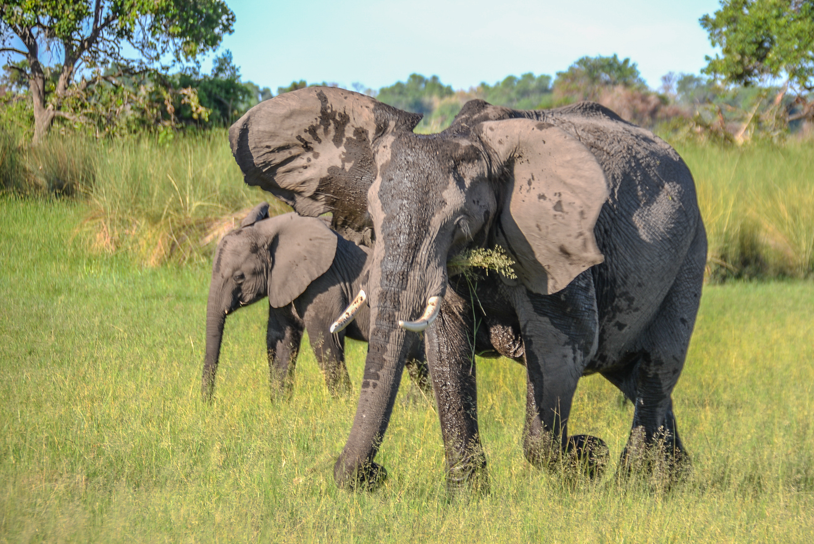 Eléphants des savanes africains (African bush Elephant, Loxodonta africana), "mock-charge" d'une femelle cherchant à protéger son rejeton en nous impressionnant. Shinde, Delta de l'Okavango , Botswana.